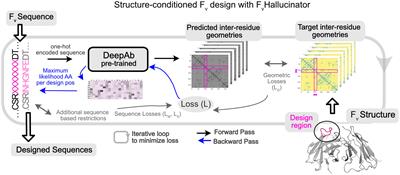 Hallucinating structure-conditioned antibody libraries for target-specific binders